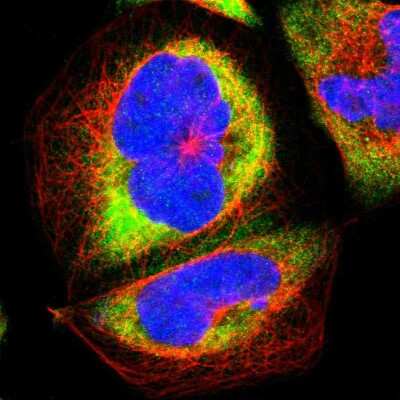 Immunocytochemistry/ Immunofluorescence: RPLP0 Antibody [NBP1-82859]