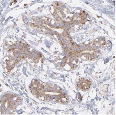 Immunohistochemistry-Paraffin: RPLP0 Antibody [NBP1-82859]