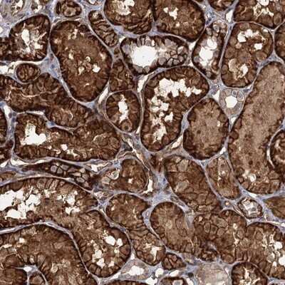 Immunohistochemistry-Paraffin: RPP14 Antibody [NBP1-80965]