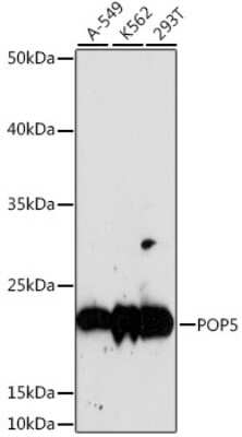 Western Blot: RPP20 AntibodyAzide and BSA Free [NBP2-94597]