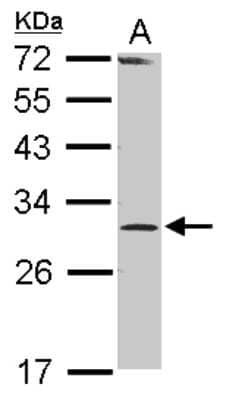 Western Blot: RPP30 Antibody [NBP2-20221]