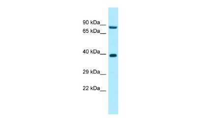 Western Blot: RPP30 Antibody [NBP2-85661]