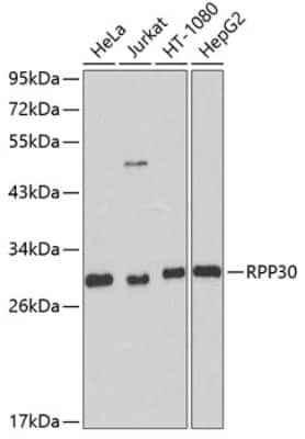 Western Blot: RPP30 AntibodyBSA Free [NBP2-94695]