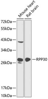 Western Blot: RPP30 AntibodyBSA Free [NBP2-95130]