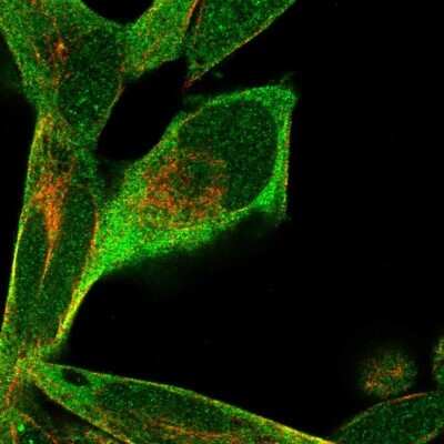 Immunocytochemistry/ Immunofluorescence: RPRD1B Antibody [NBP2-55788]