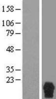 Western Blot: RPRM Overexpression Lysate [NBL1-15556]