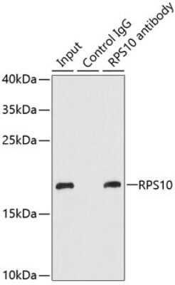 Western Blot: RPS10 AntibodyBSA Free [NBP2-94502]