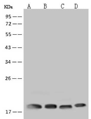 Western Blot: RPS10 Antibody [NBP2-97622]