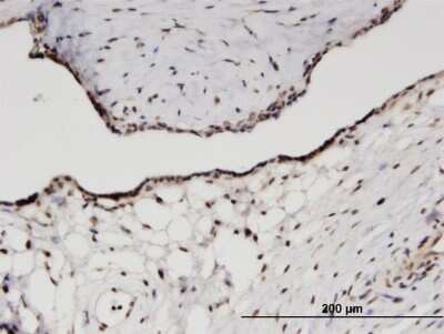 Immunohistochemistry-Paraffin: RPS11 Antibody (2A5) [H00006205-M03]