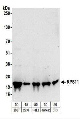 Western Blot: RPS11 Antibody [NBP2-22289]