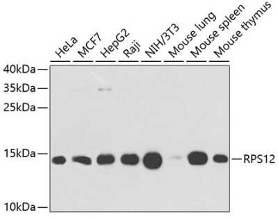 Western Blot: RPS12 AntibodyBSA Free [NBP2-94504]