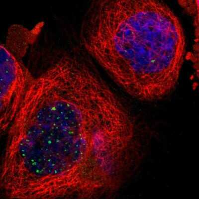 Immunocytochemistry/ Immunofluorescence: RPS13 Antibody [NBP1-92350]
