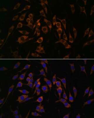 Immunocytochemistry/ Immunofluorescence: RPS13 Antibody - Azide and BSA Free [NBP2-93953]
