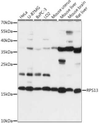 Western Blot: RPS13 AntibodyAzide and BSA Free [NBP2-93953]