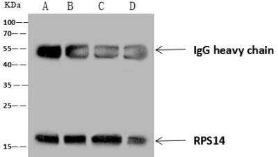 Immunoprecipitation: RPS14 Antibody [NBP3-12555]