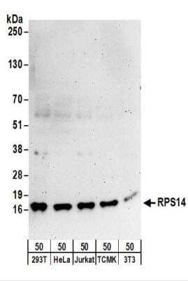 Western Blot: RPS14 Antibody [NBP2-22319]