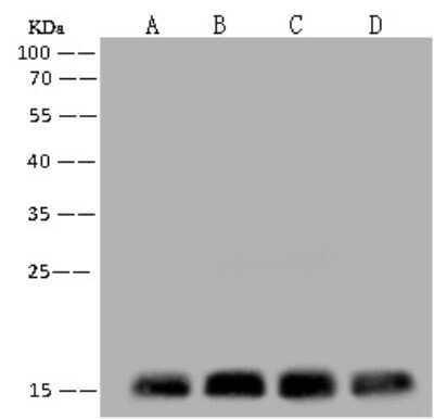 Western Blot: RPS14 Antibody [NBP3-12555]