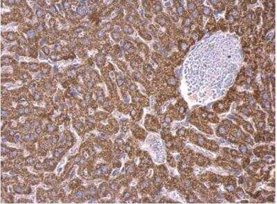 Immunohistochemistry-Paraffin: RPS15 Antibody [NBP2-20223]
