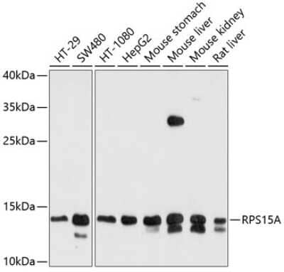 Western Blot: RPS15A AntibodyBSA Free [NBP2-93348]