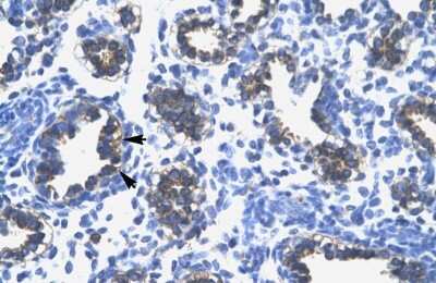 Immunohistochemistry-Paraffin: RPS16 Antibody [NBP1-80025]