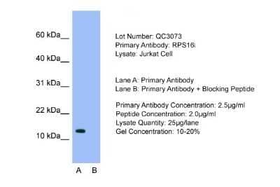 Western Blot: RPS16 Antibody [NBP1-80025]