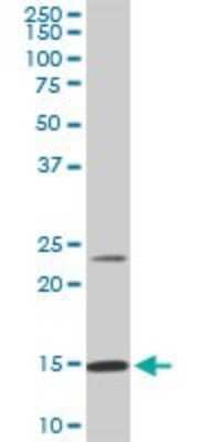 Western Blot: RPS17 Antibody (2C7) [H00006218-M01]