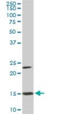 Western Blot: RPS17 Antibody (2C7) [H00006218-M01]