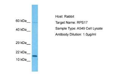 Western Blot: RPS17 Antibody [NBP1-98518]