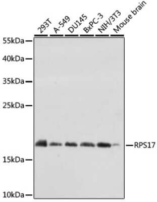 Western Blot: RPS17 AntibodyAzide and BSA Free [NBP2-93721]