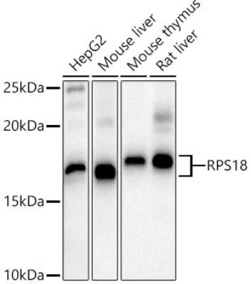 Western Blot: RPS18 AntibodyAzide and BSA Free [NBP2-93632]