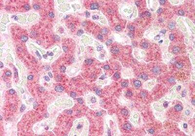 Immunohistochemistry-Paraffin: RPS19 Antibody [NB100-2452]
