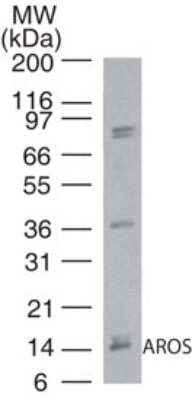 Western Blot: RPS19BP1 Antibody [NBP2-24621]