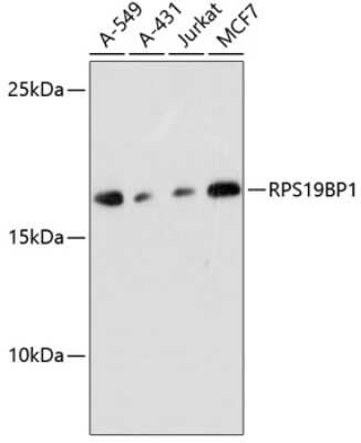 Western Blot: RPS19BP1 AntibodyAzide and BSA Free [NBP2-93262]