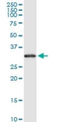 Western Blot: RPS2 Antibody (3G6) [H00006187-M01]