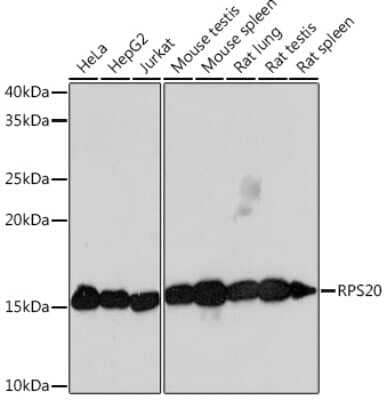 Western Blot: RPS20 Antibody (9H1D4) [NBP3-16824]