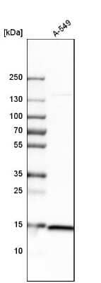 Western Blot: RPS20 Antibody [NBP1-80804]