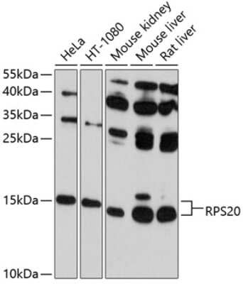 Western Blot: RPS20 AntibodyBSA Free [NBP2-93745]