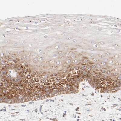 Immunohistochemistry-Paraffin: RPS21 Antibody [NBP1-87100]