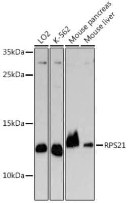 Western Blot: RPS21 AntibodyAzide and BSA Free [NBP3-15571]