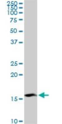 Western Blot: RPS23 Antibody (1E3) [H00006228-M02]