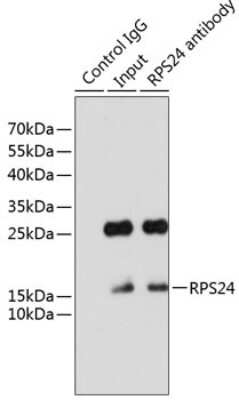Western Blot: RPS24 AntibodyAzide and BSA Free [NBP2-93809]