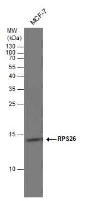 Western Blot: RPS26 Antibody [NBP3-13001]