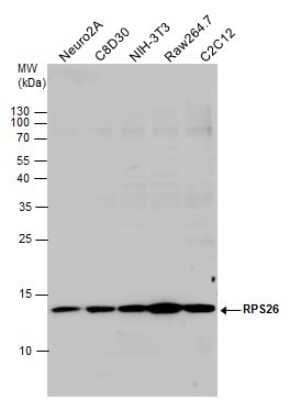 Western Blot: RPS26 Antibody [NBP3-13001]