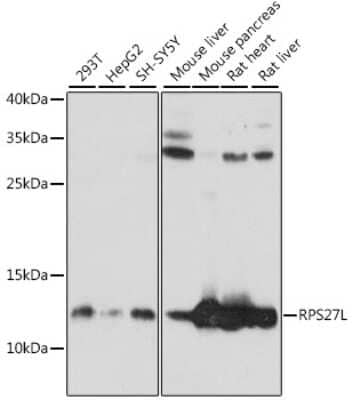 Western Blot: RPS27L AntibodyAzide and BSA Free [NBP2-94193]