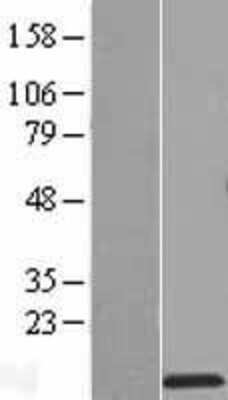 Western Blot: RPS27L Overexpression Lysate [NBL1-15569]