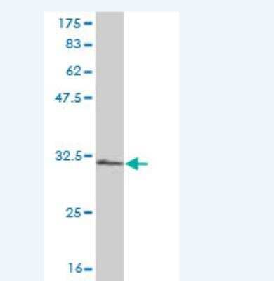 Western Blot: RPS28 Antibody (2F9) [H00006234-M02]