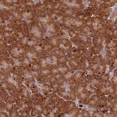 Immunohistochemistry-Paraffin: RPS28 Antibody [NBP1-92353]