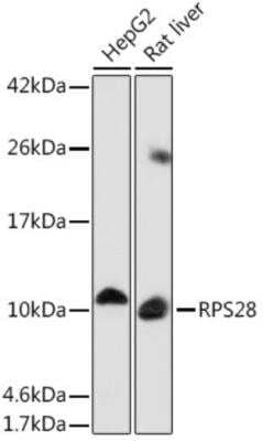 Western Blot: RPS28 AntibodyAzide and BSA Free [NBP2-93048]