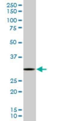 Western Blot: RPS3 Antibody (2A8) [H00006188-M03]