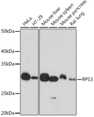 Western Blot: RPS3 Antibody (3X2M4) [NBP3-16496]